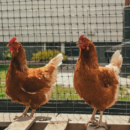 gallines5